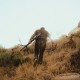 Hoplite  Spartan carbon Tripod